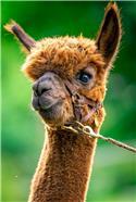 Veranstaltungsbild Wir besuchen Lamas und Alpakas auf dem Schröder Hof und gehen mit den Tieren wandern